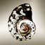 Gilt Shells I Print by Zoey Riley-26937434-26937440
