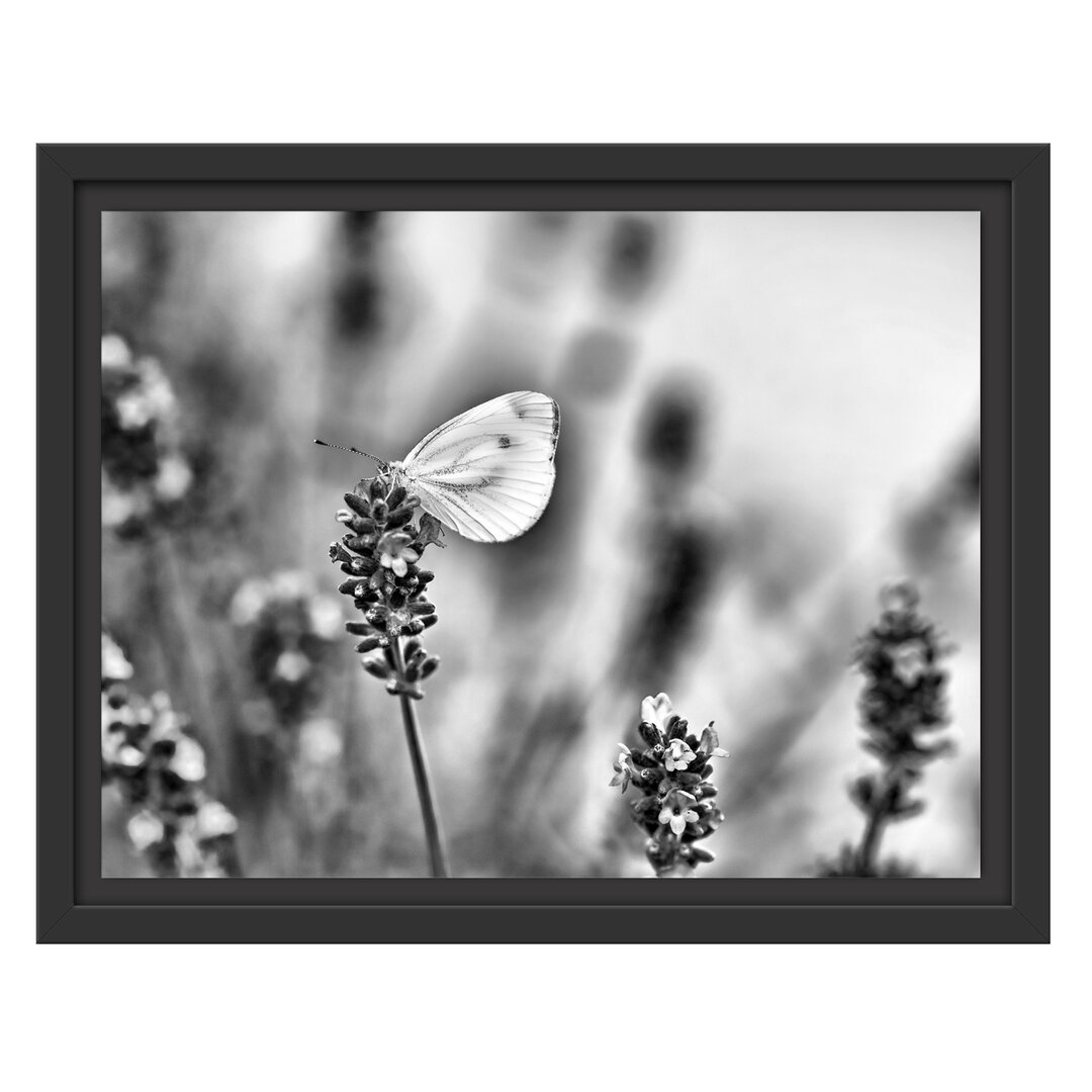 Gerahmtes Wandbild Schmetterling auf Lavendel