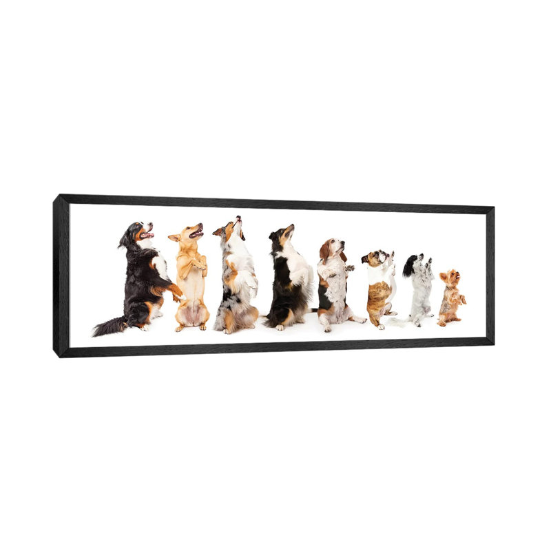 Row Of Dogs Sitting Up To Side Begging by Susan Schmitz - Panoramic Print on Canvas, 50.8cm H x 152.4cm W x 3.81cm D