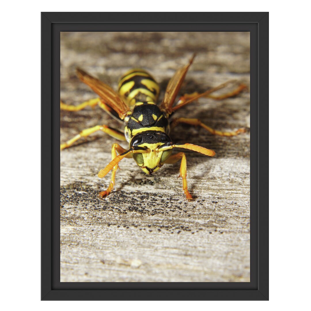 Gerahmtes Wandbild Wespe auf Holz