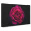 Fuscia Pink Carnation Painting - Wrapped Canvas-56654846