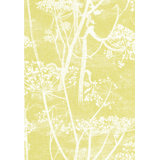 Cow Parsley Floral Wallpaper Roll