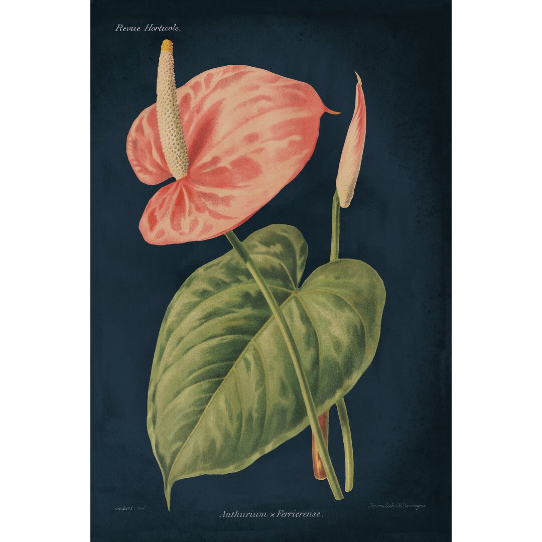 Leinwandbild Anthurium Ferrierense Dark Blue von Wild Apple Portfolio