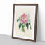 Illustration of a Pink Peony - Picture Frame Painting Print-55579407-55579408