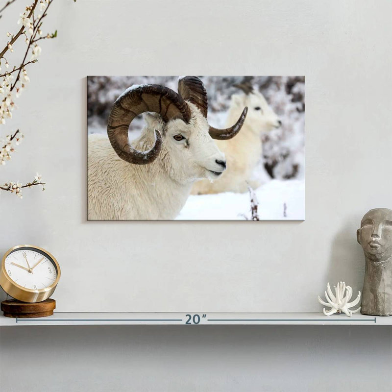 Winter Dall Sheep