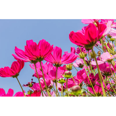 Beautiful Flowers Cosmos by Kaewphoto - Wrapped Canvas Print