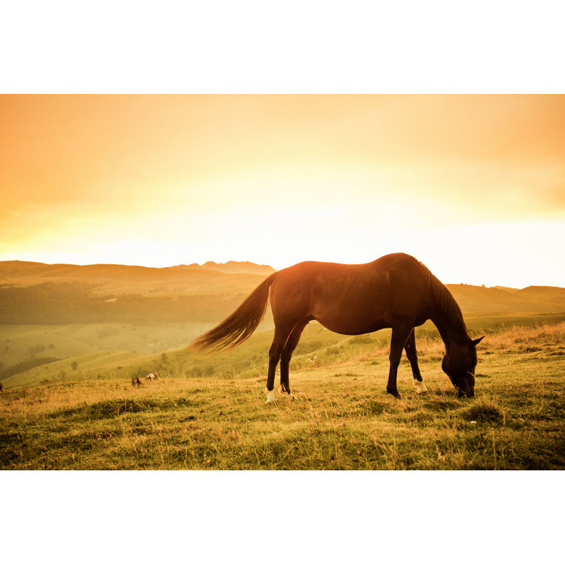 Horse Grazing Grass by Moreiso, 24'' H x 36'' W