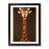 Walnut Framed