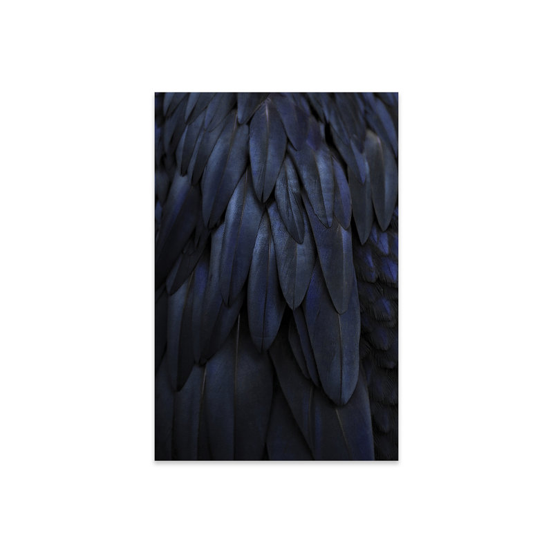 Plumes bleu foncé par Monika Strigel - impression sans cadre