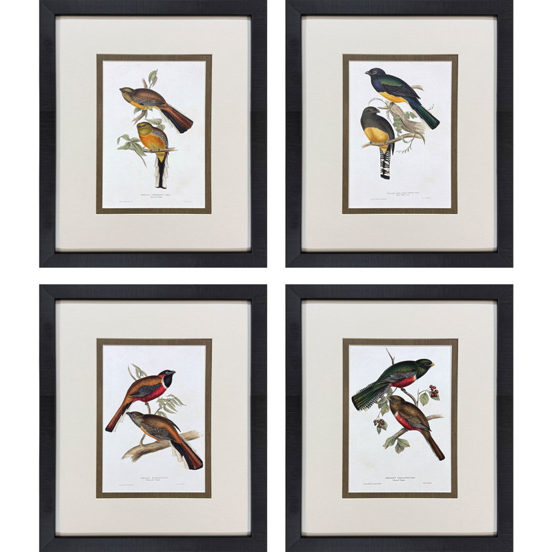 «Elegant Trogons», art encadré