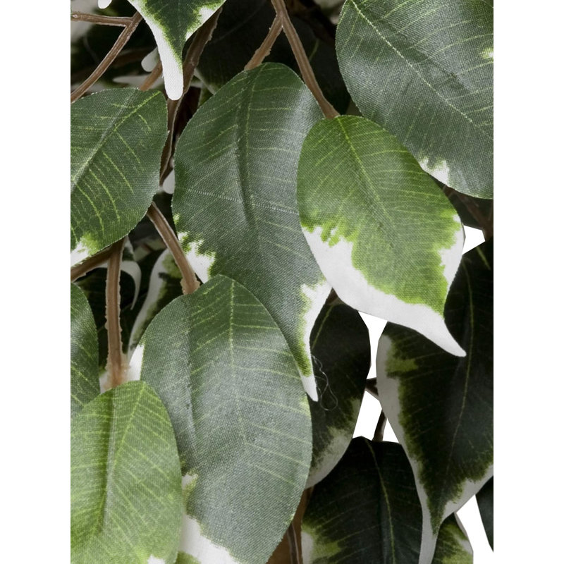 Premium Artificial Variegated Ficus Tree Potted Plant