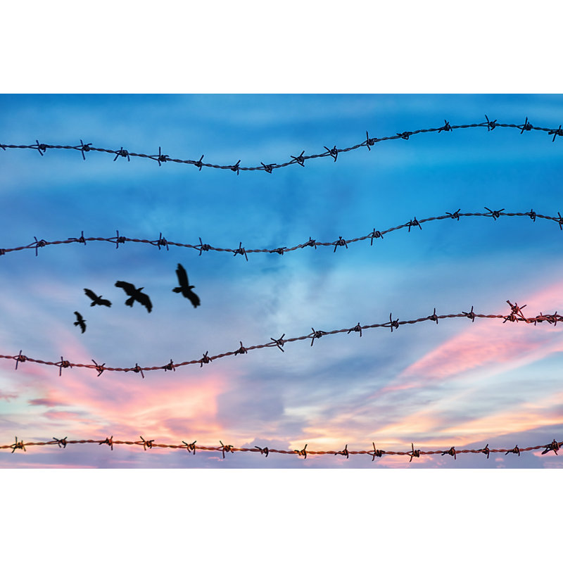 Birds Flying - Wrapped Canvas Print, 51cm H x 76cm W x 3.8cm D