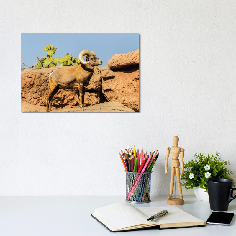 USA, Arizona, Arizona-Sonora Desert Museum. Desert Bighorn Ram. by Jaynes Gallery - Wrapped Canvas Gallery-Wrapped Canvas Giclée