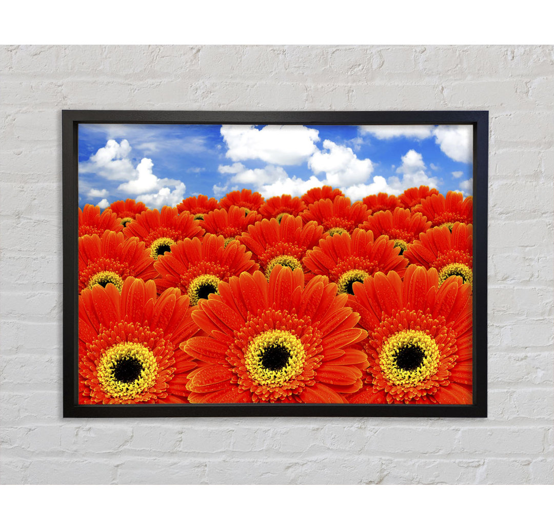 Orange Gerbera Heaven - Einzelner Bilderrahmen Kunstdrucke auf Leinwand