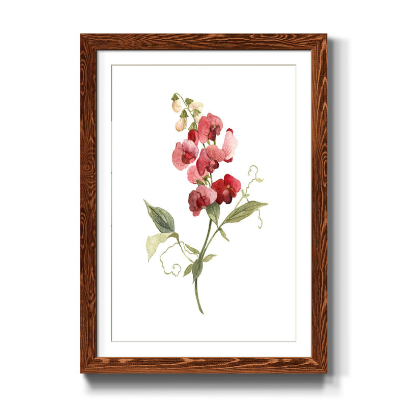 Scarlet Sweet Pea - reproduction d'art sur papier encadrée, H 44 po x l 31 po x P 1 po, Cadre érable