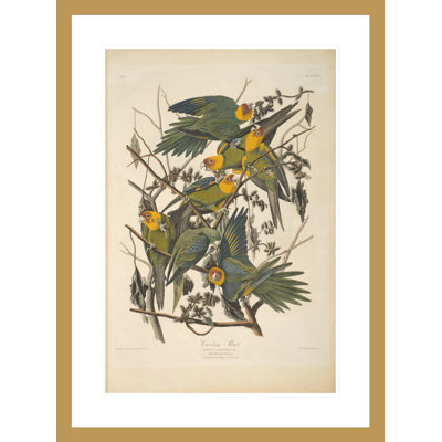 «Carolina Parrot from The Birds of America» par John James Audubon, impression giclée encadrée