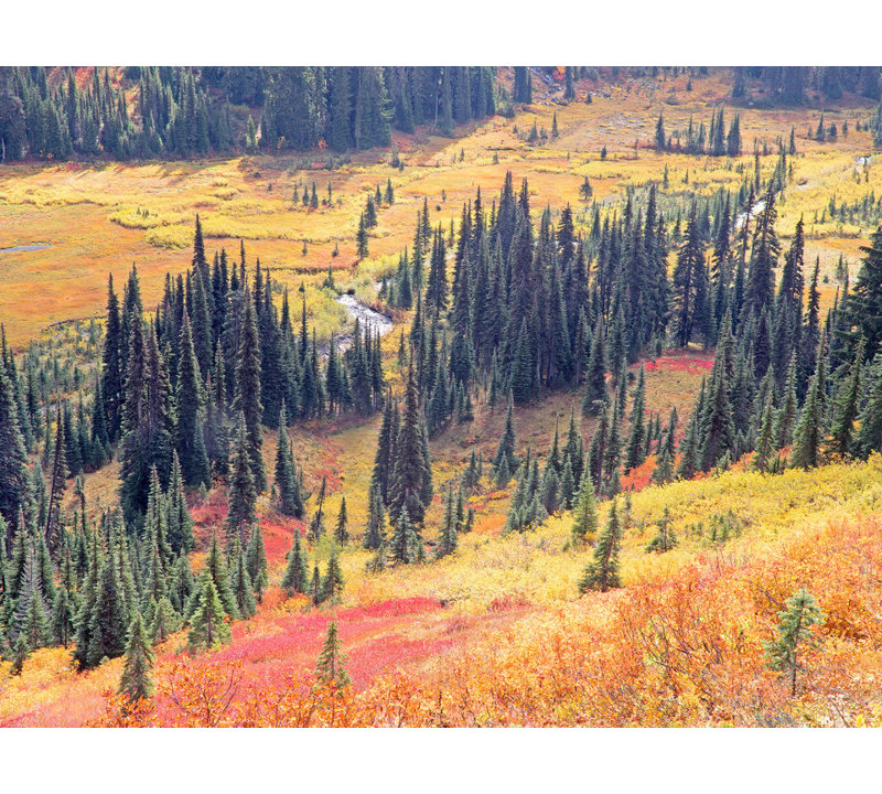 Autumn Colors In Paradise Valley. Mt. Rainier Print by Bruce Heinemann, 24" H x 32" W, Wrapped Canvas