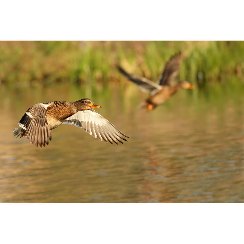 Duck by Papkin - Wrapped Canvas Print, 61cm H x 91cm W