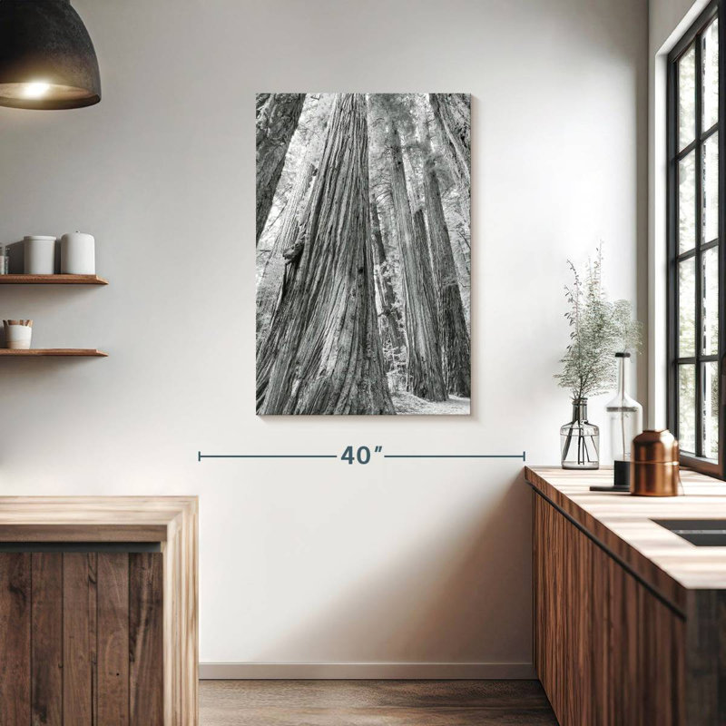 Harnek Redwoods Forest BW, H 39 po x l 26 po