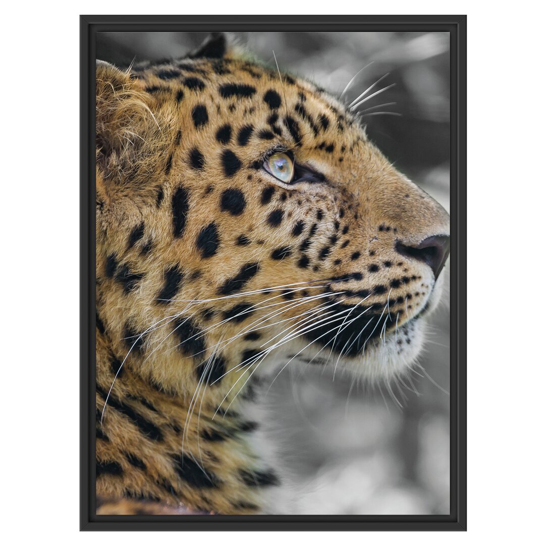 Gerahmtes Wandbild Leopard ruhtSchatten