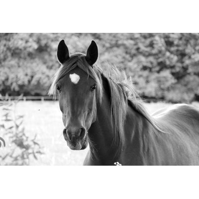«Beautiful Horse On Canvas» par Biancagrueneberg, photographie