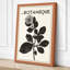 Study Botanical - Wrapped Canvas-1999594778-1999594782