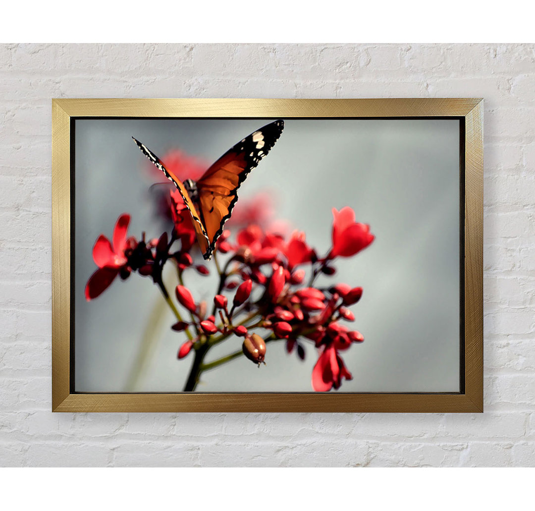 Orange Schmetterling auf Blume - Druck