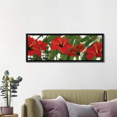 " Close-Up Of Red Hibiscus Flowers " by Panoramic Images