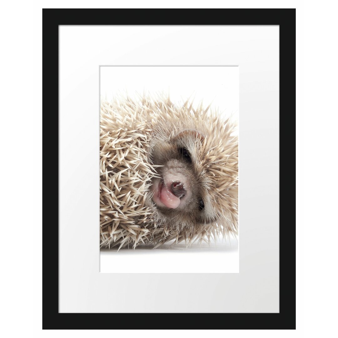 Gerahmtes Poster Kleines niedliches Igel Baby