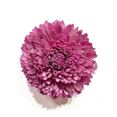 Pale Pink Dahlia Bloom Magnet, 4-Inch