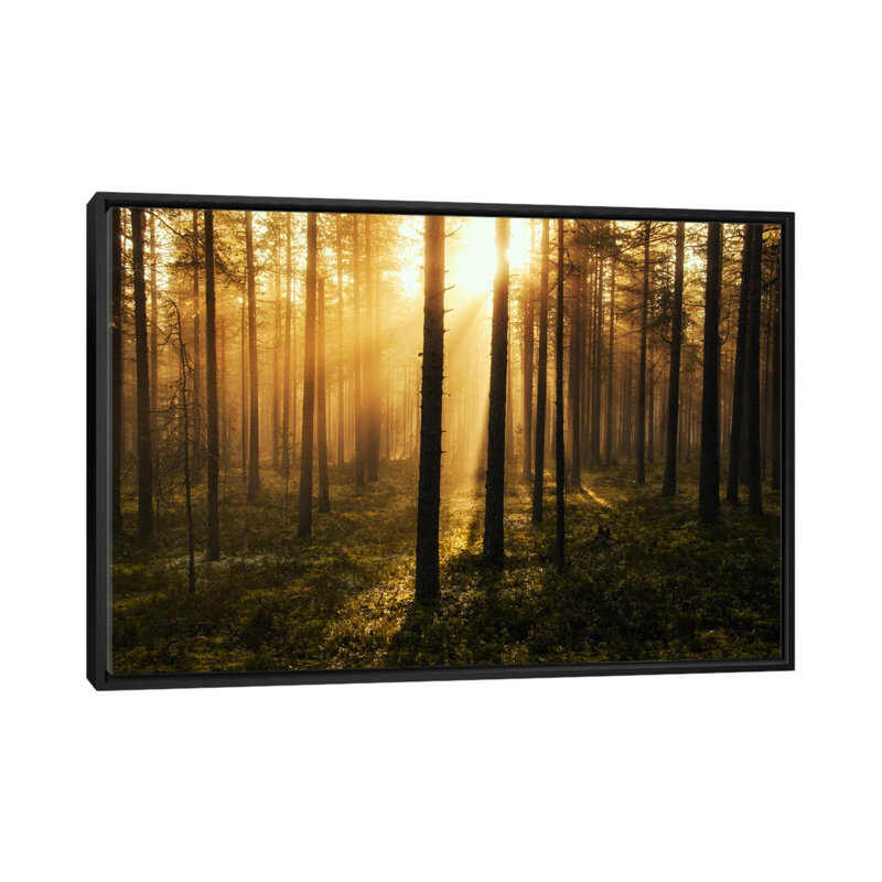 « forest of light », reproduction de photo sur toile, H 40 po x l 60 po x P 1,5 po, Toile avec cadre noir, Pas de tapis