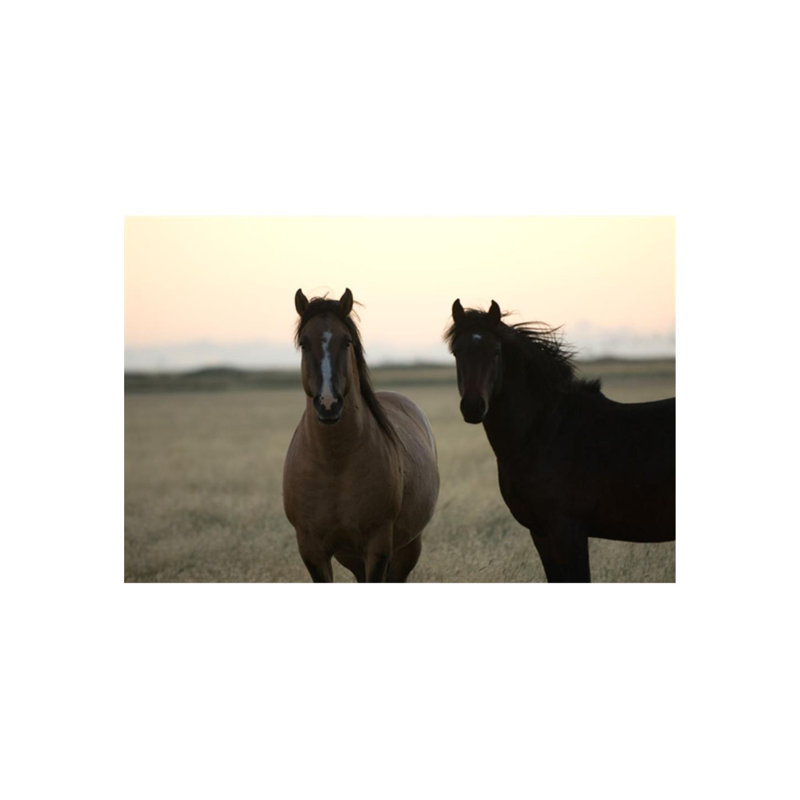 Horses Patagonia I Print by Chelsea Art Studio, 16" H x 24" W x 1.5" D, Matte