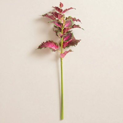Coleus Floral Stems
