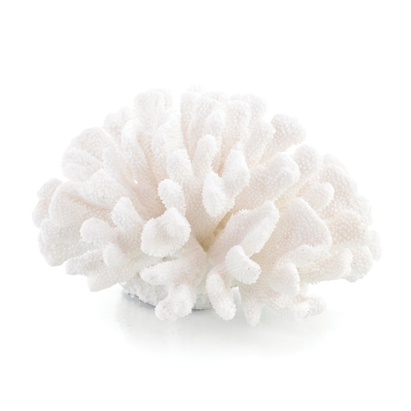 Maldives Coral