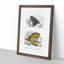 Frog and Toad Illustration by Charles d' Orbigny - Picture Frame Painting Print on MDF-55577601-55577598