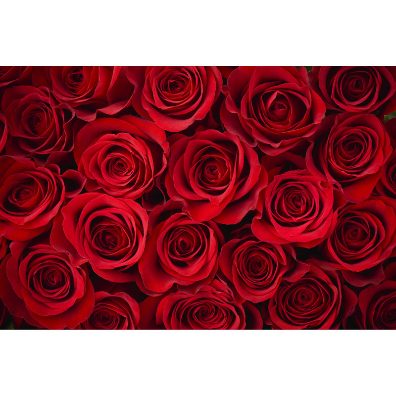 Red Rose Background by Liliboas - Wrapped Canvas Print, 51cm H x 76cm W x 3.8cm D