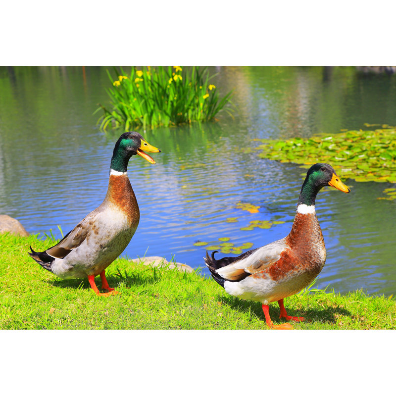 Mallard Ducks - Wrapped Canvas Print, 30cm H x 46cm W x 3.8cm D