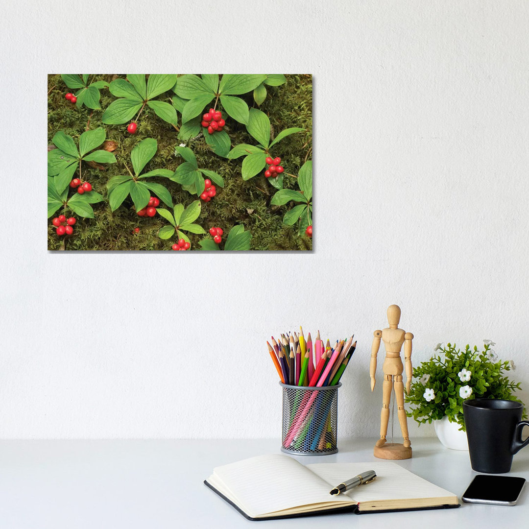 Bunchberry Growing Amid Sphagnum Moss, North America von Tim Fitzharris - Gallery-Wrapped Canvas Giclée on Canvas