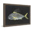 Cadre photo « roosterfish », impression sur papier-19067485-40536341