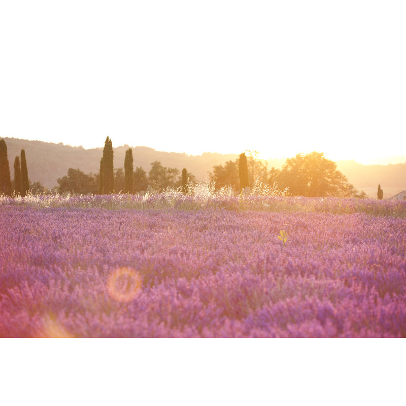 Lavender Field At Sunset by Pawel.gaul - Wrapped Canvas Print, 51cm H x 76cm W x 3.8cm D