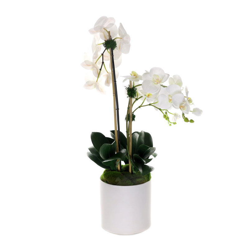 Arrangement d'orchidées