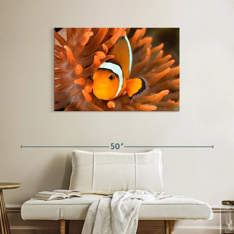 Brampt Orange Clownfish, 26" H x 39" W
