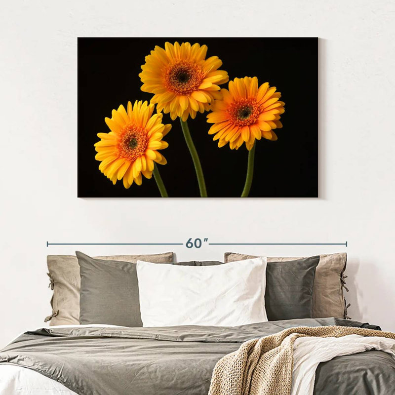 Trois marguerites Harnek sur fond sombre, H 32 po x l 48 po
