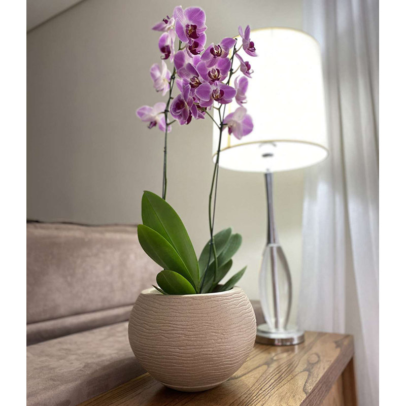 Pot de fleurs en résine de polyéthylène Florence, Beige, H 9,45 po x l 13,39 po x P 13,39 po