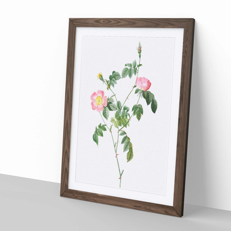 Austrian Briar Rose In Pink by Pierre-Joseph Redoute - Single Picture Frame Painting, 45cm H x 33cm W x 2cm D, Walnut Framed