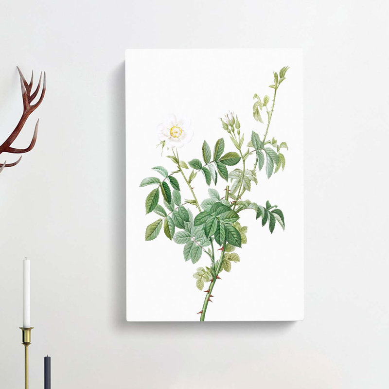White Downy Rose by Pierre-Joseph Redoute - Wrapped Canvas Print, 50cm H x 35cm W x 3cm D