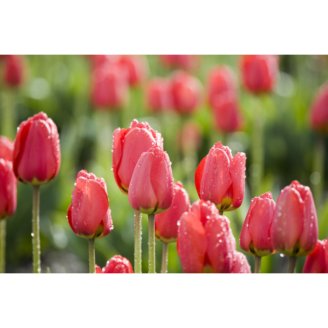 Rote Tulpen von Carterdayne - Kunstdrucke auf Leinwand