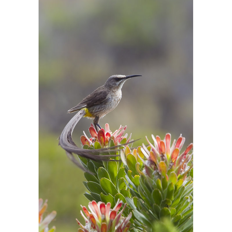 Cape Sugarbird by Aaprophoto - Wrapped Canvas Print, 46cm H x 30cm W