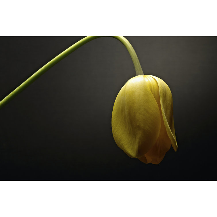 Studio Flowers IX by James McLoughlin - Wrapped Canvas Print