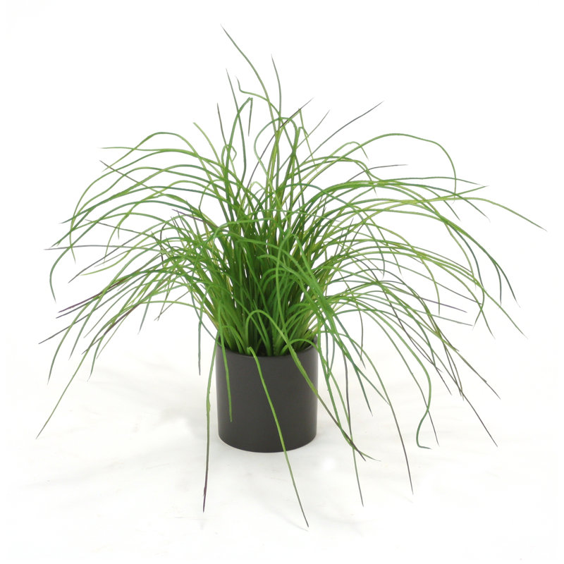 Herbe en pot